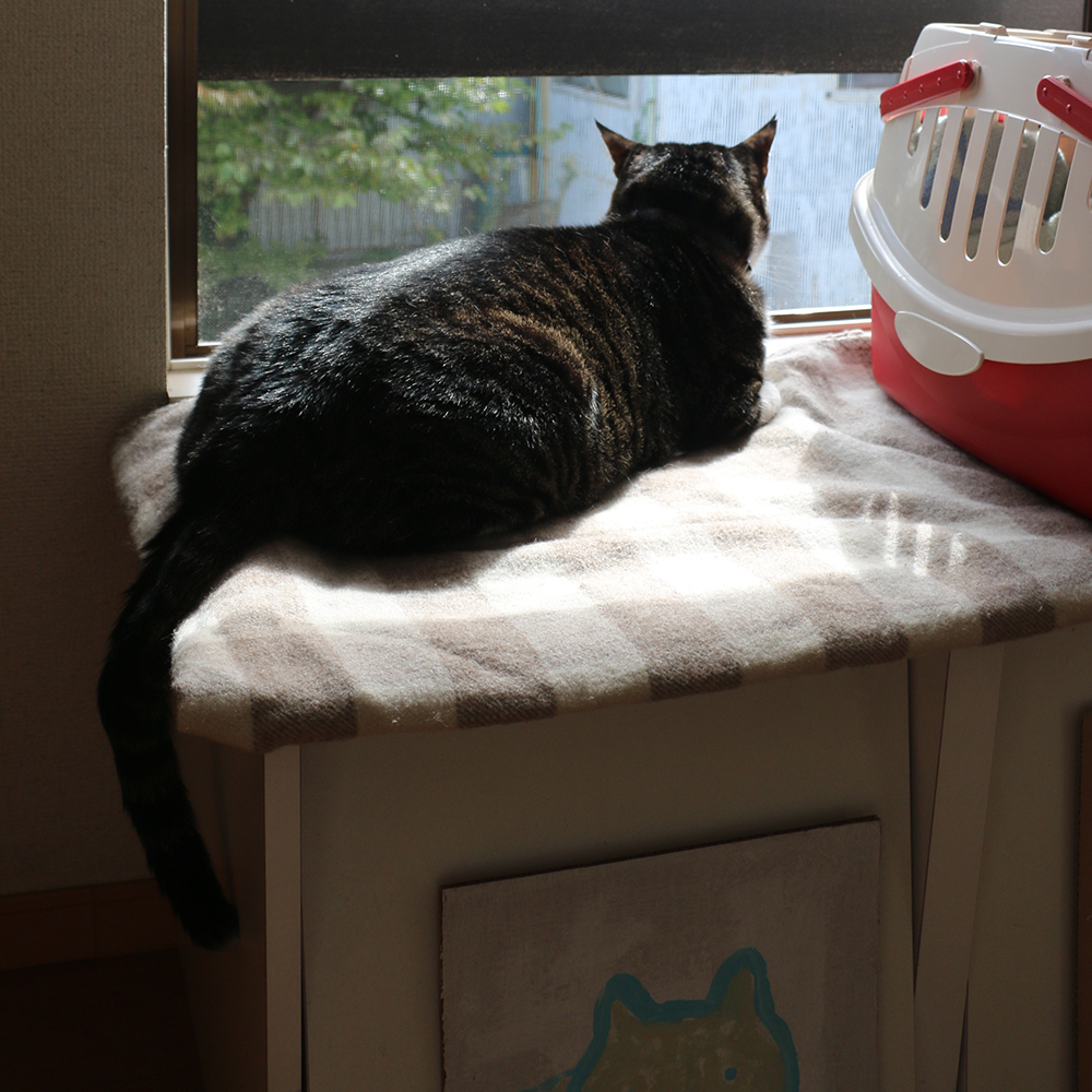 ねこだいすき あすナロにっき