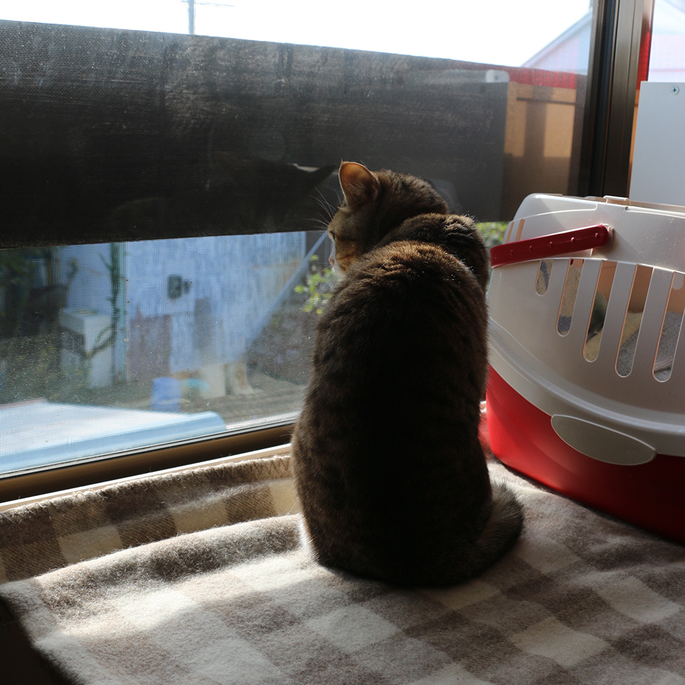 ねこだいすき あすナロにっき